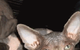 tn_KittensOokiMomo0065.gif