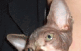 tn_KittensOokiMomo0066.gif