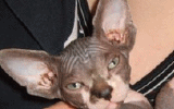 tn_KittensOokiMomo0067.gif