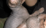 tn_KittensOokiMomo0068.gif