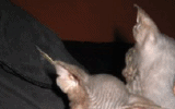 tn_KittensOokiMomo0069.gif