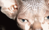 tn_KittensOokiMomo0071.gif