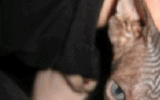 tn_KittensOokiMomo0072.gif