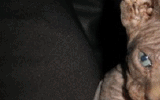 tn_KittensOokiMomo0074.gif