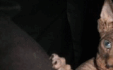 tn_KittensOokiMomo0075.gif