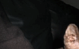 tn_KittensOokiMomo0076.gif