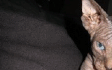 tn_KittensOokiMomo0077.gif