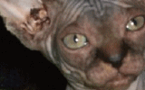 tn_KittensOokiMomo0080.gif