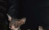 tn_KittensOokiMomo0082.gif