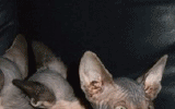 tn_KittensOokiMomo0084.gif