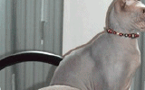 tn_KittensOokiMomo112008253590045.gif