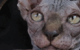 tn_KittensOokiMomo1320071138350055.gif