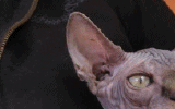 tn_KittensOokiMomo1320071138420056.gif
