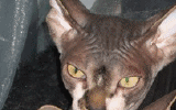 tn_KittensOokiMomo14120071434550043.gif