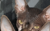 tn_KittensOokiMomo14120071435220044.gif