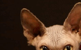 tn_KittensOokiMomo151220062120540025.gif