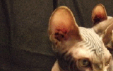 tn_KittensOokiMomo15320071943100041.gif