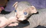 tn_KittensOokiMomo231220061312360026.gif