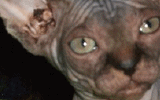 tn_KittensOokiMomo24120071644130034.gif