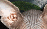 tn_KittensOokiMomo24120071644260035.gif