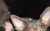 tn_KittensOokiMomo24120071706530036.gif