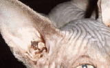 tn_KittensOokiMomo24120071707140037.gif