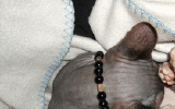 tn_KittensOokiMomo30320082118060047.gif