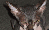 tn_KittensOokiMomo6120072154190042.gif