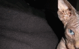 tn_KittensOokiMomo7120071507090038.gif
