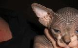 tn_KittensOokiMomo7120071508010039.gif