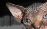 tn_KittensOokiMomo7120071509010040.gif