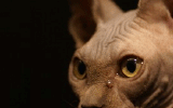 tn_MIU151220062119521001.gif