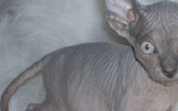 tn_MIU221020061443591005.gif