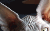 tn_MIU51120061523311003.gif