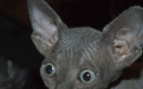 tn_MIU61020062111181004.gif