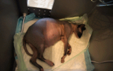 tn_kittens2010__001.gif