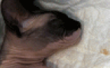 tn_kittens2010__003.gif