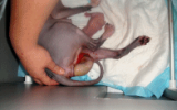 tn_kittens2010__004.gif