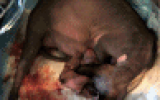 tn_kittens2010__005.gif