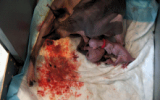 tn_kittens2010__006.gif