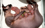 tn_kittens2010__008.gif