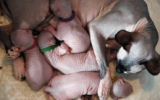 tn_kittens2010__009.gif