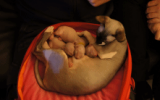 tn_kittens2010__010.gif