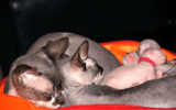 tn_kittens2010__011.gif