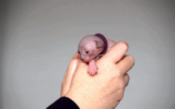 tn_kittens2010__012.gif