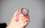 tn_kittens2010__013.gif