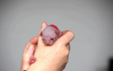 tn_kittens2010__014.gif