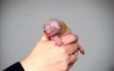 tn_kittens2010__015.gif
