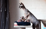 tn_kittens2010__016.gif