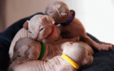 tn_kittens2010__017.gif